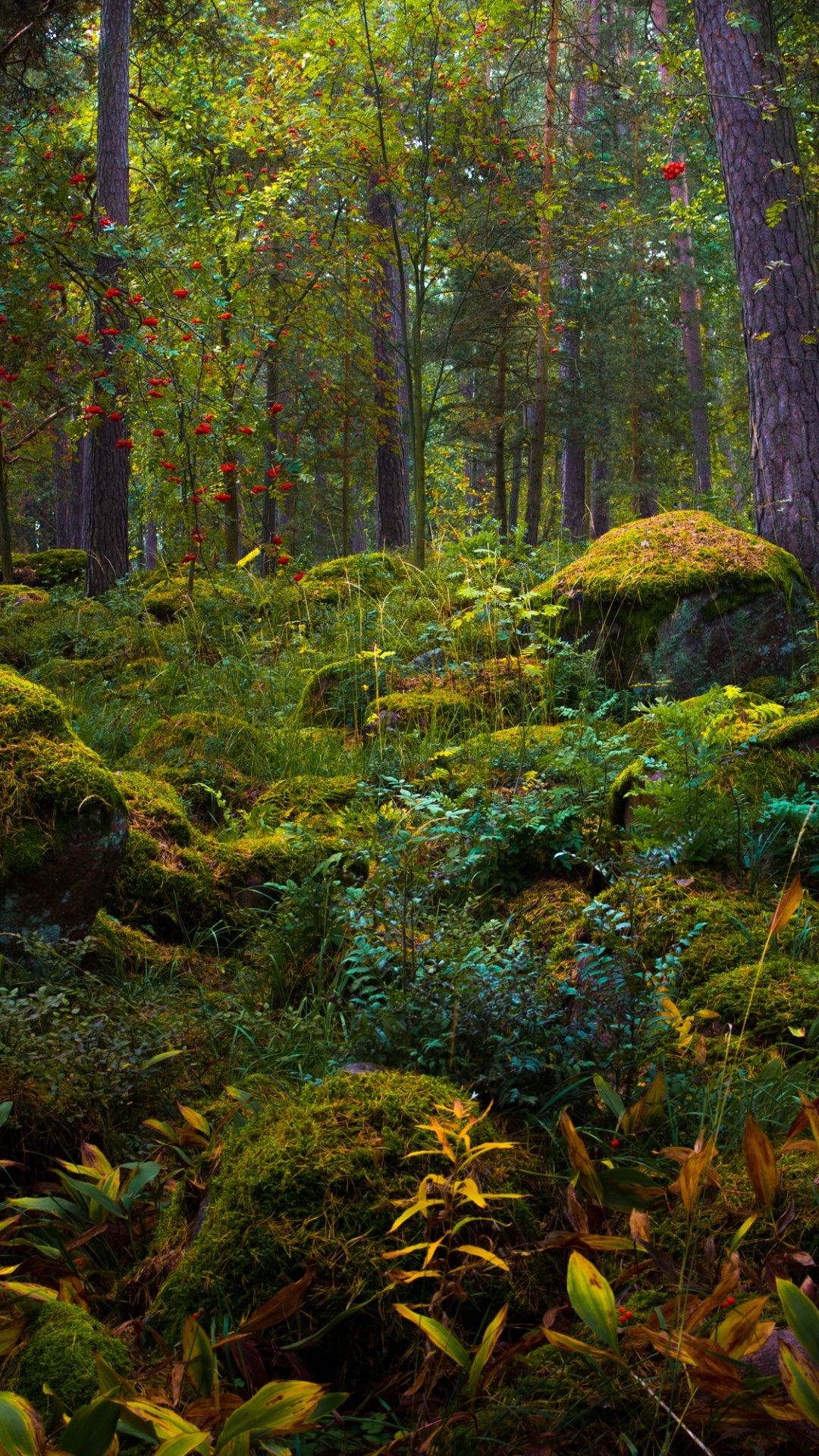 Обои дикая местность, природа, лес, природный заповедник, лесистая местность в разрешении 1080x1920