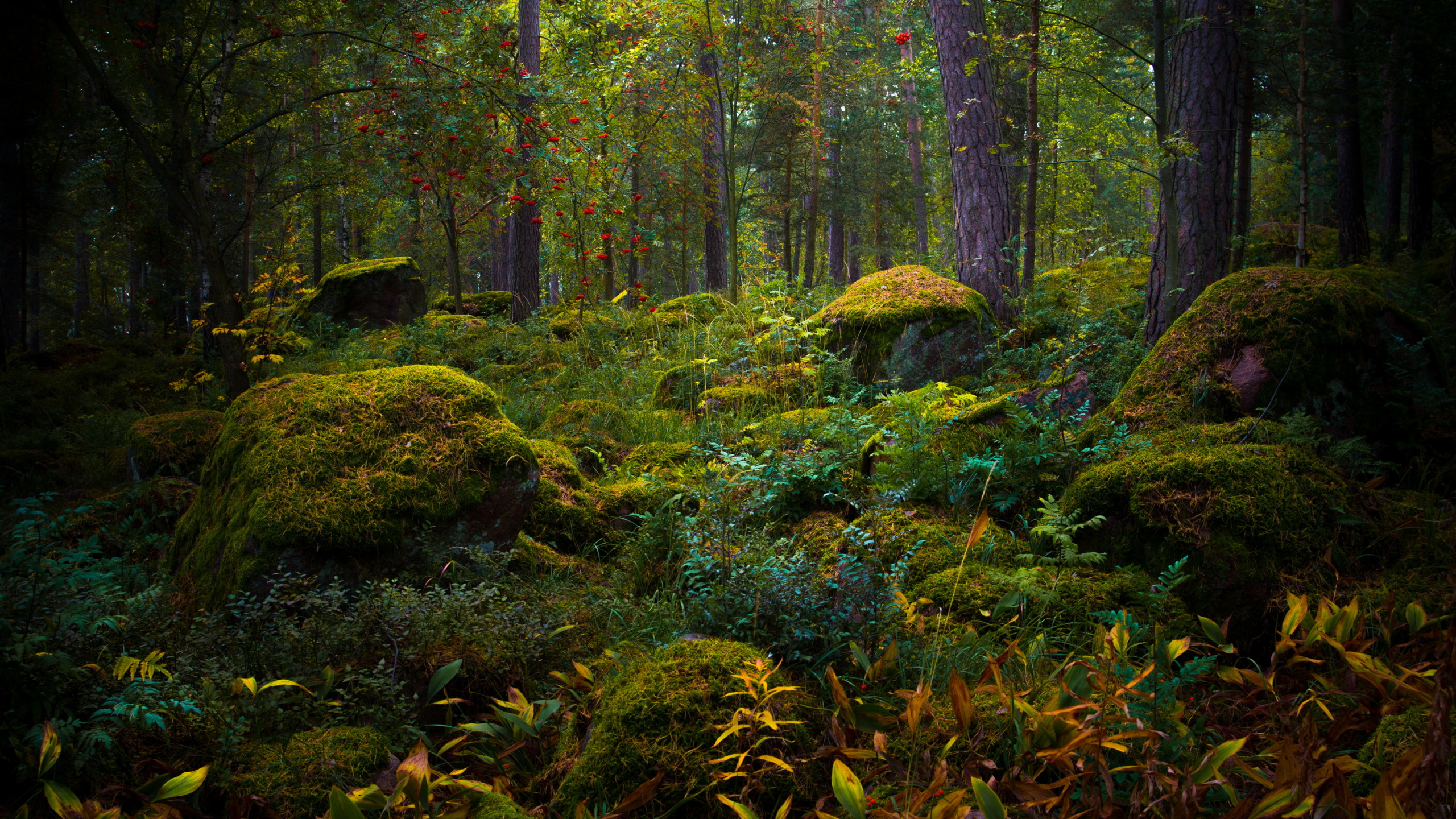 Зачарованный лес