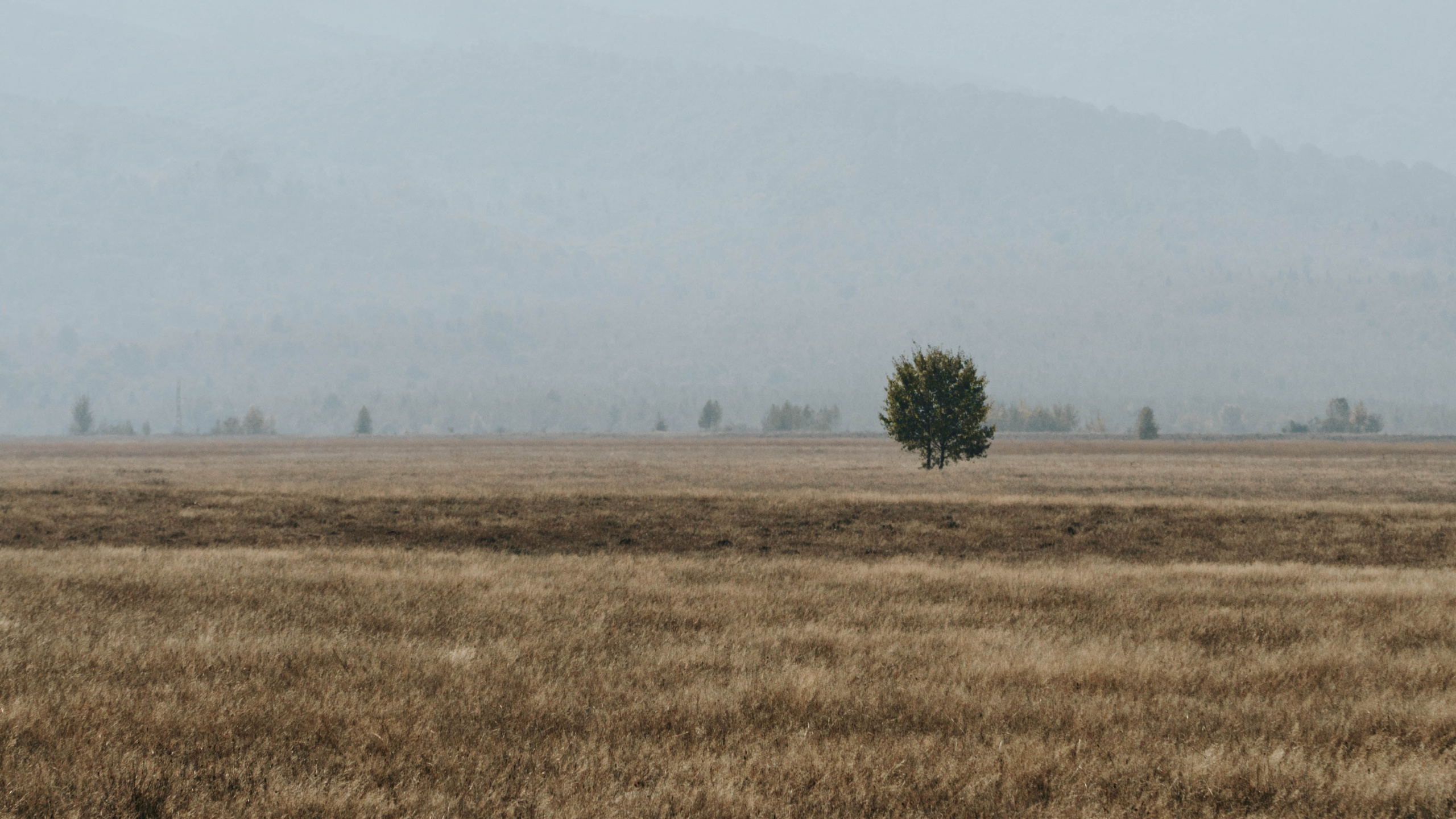 Обои сельский район, утро, дерево, национальный парк, небо в разрешении 2560x1440