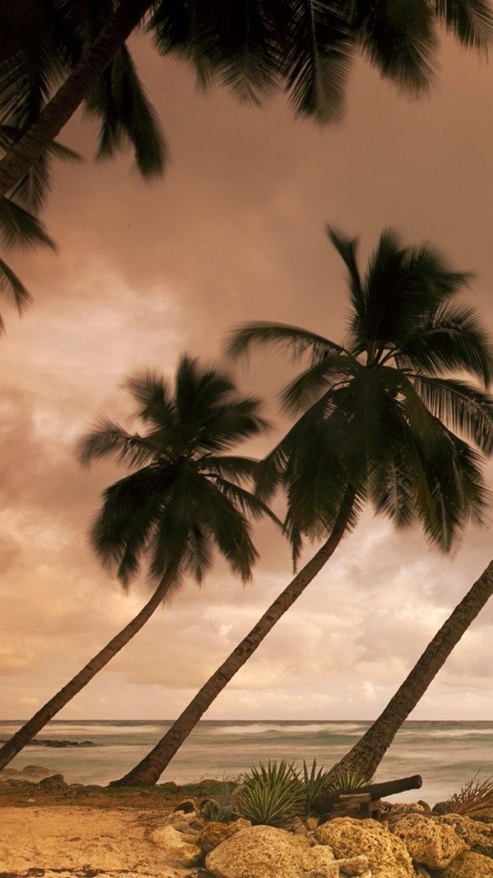 Обои дерево, Пальма, тропическая зона, океан, Карибский бассейн в разрешении 720x1280