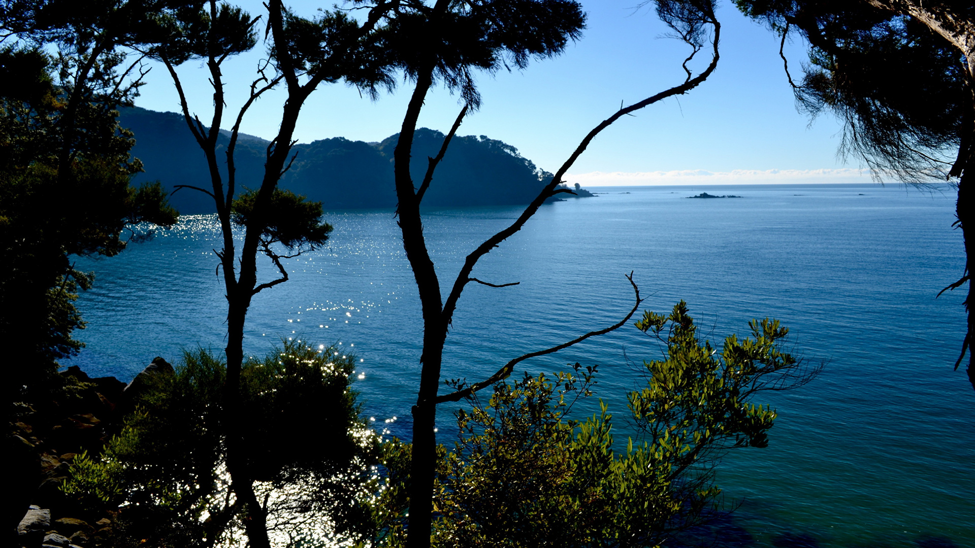 Обои природа, море, побережье, дерево, вода в разрешении 1920x1080