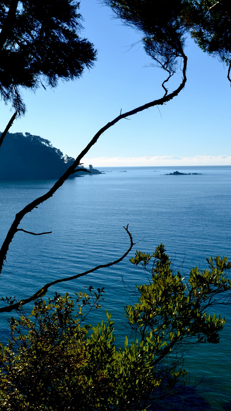 Обои природа, море, побережье, дерево, вода в разрешении 750x1334