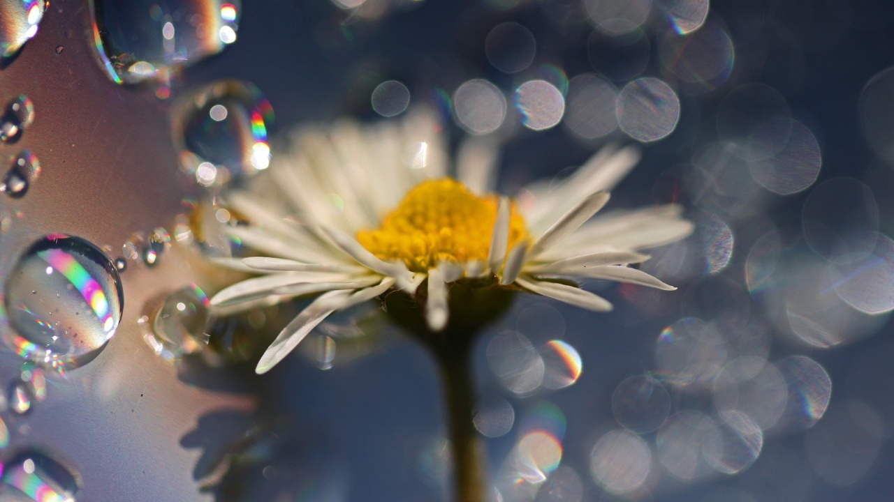 Обои общие Дейзи, лепесток, вода, желтый, Флора в разрешении 1280x720