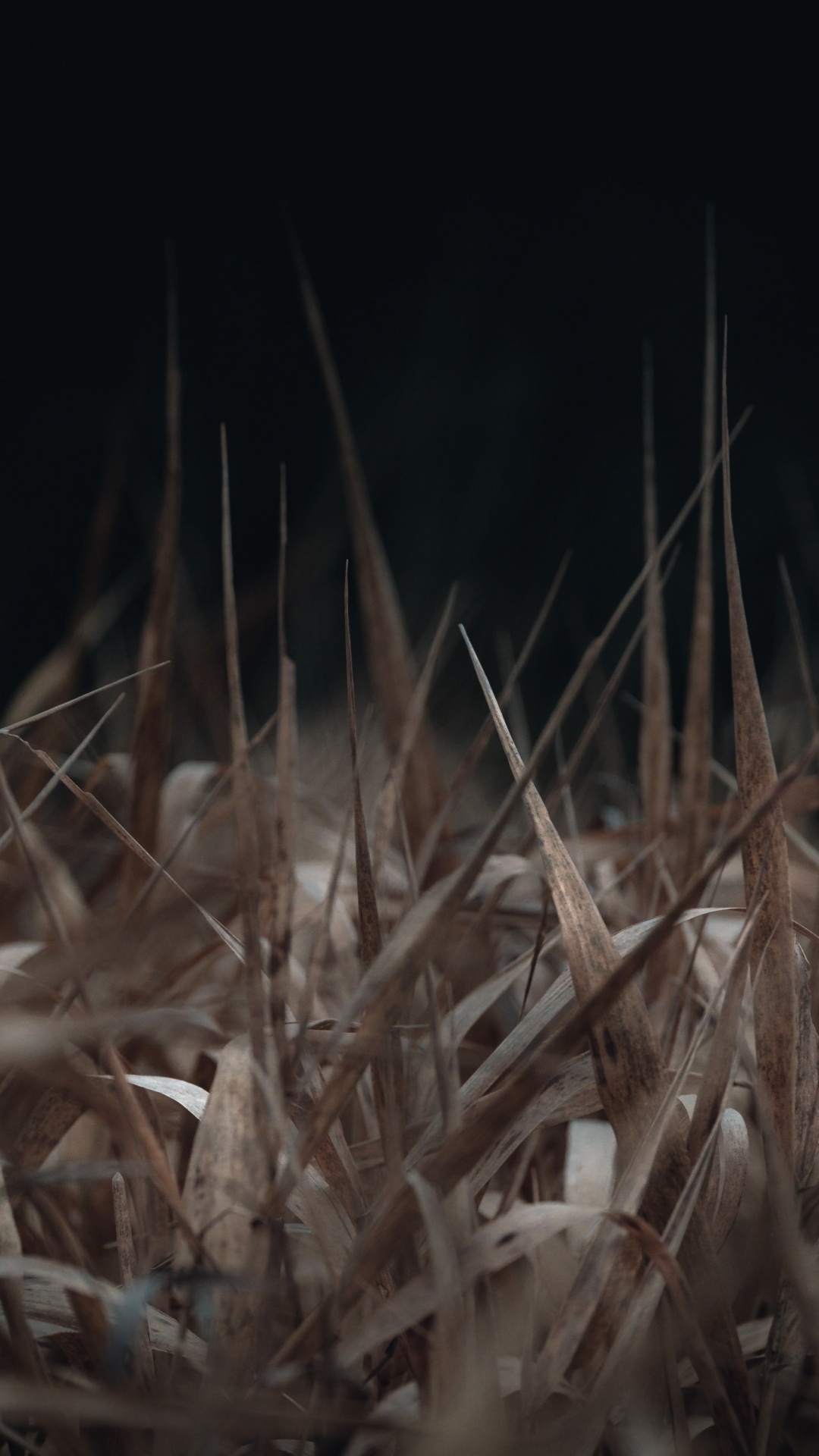Обои ночь, трава, прут, темнота, семейство травы в разрешении 1080x1920