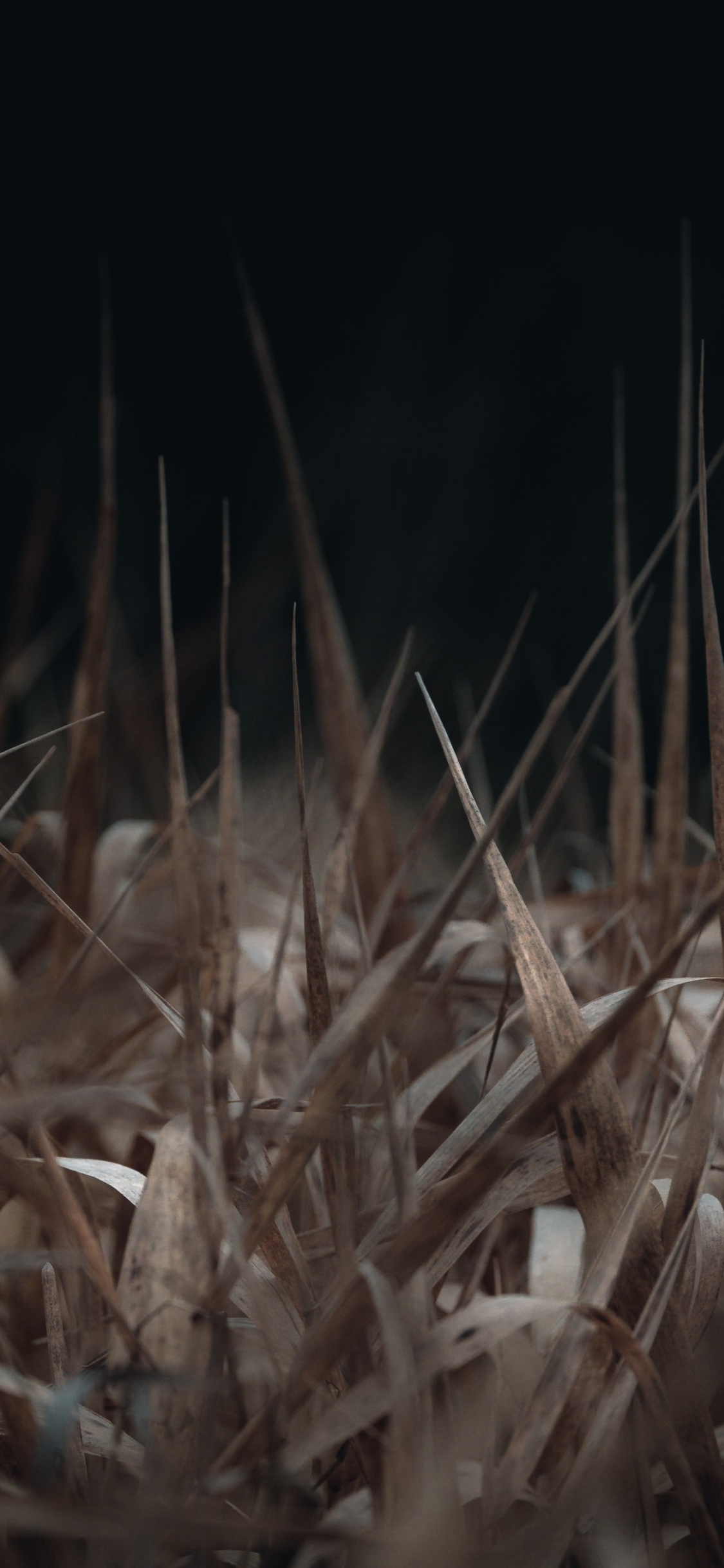 Обои ночь, трава, прут, темнота, семейство травы в разрешении 1125x2436