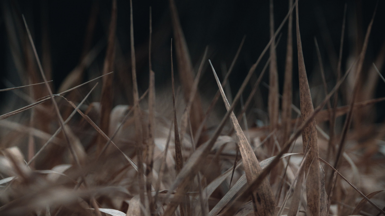 Обои ночь, трава, прут, темнота, семейство травы в разрешении 1280x720
