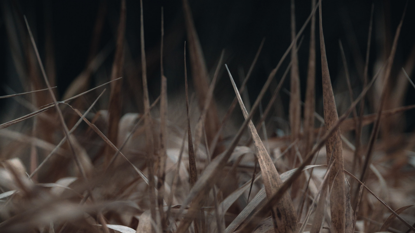 Обои ночь, трава, прут, темнота, семейство травы в разрешении 1366x768