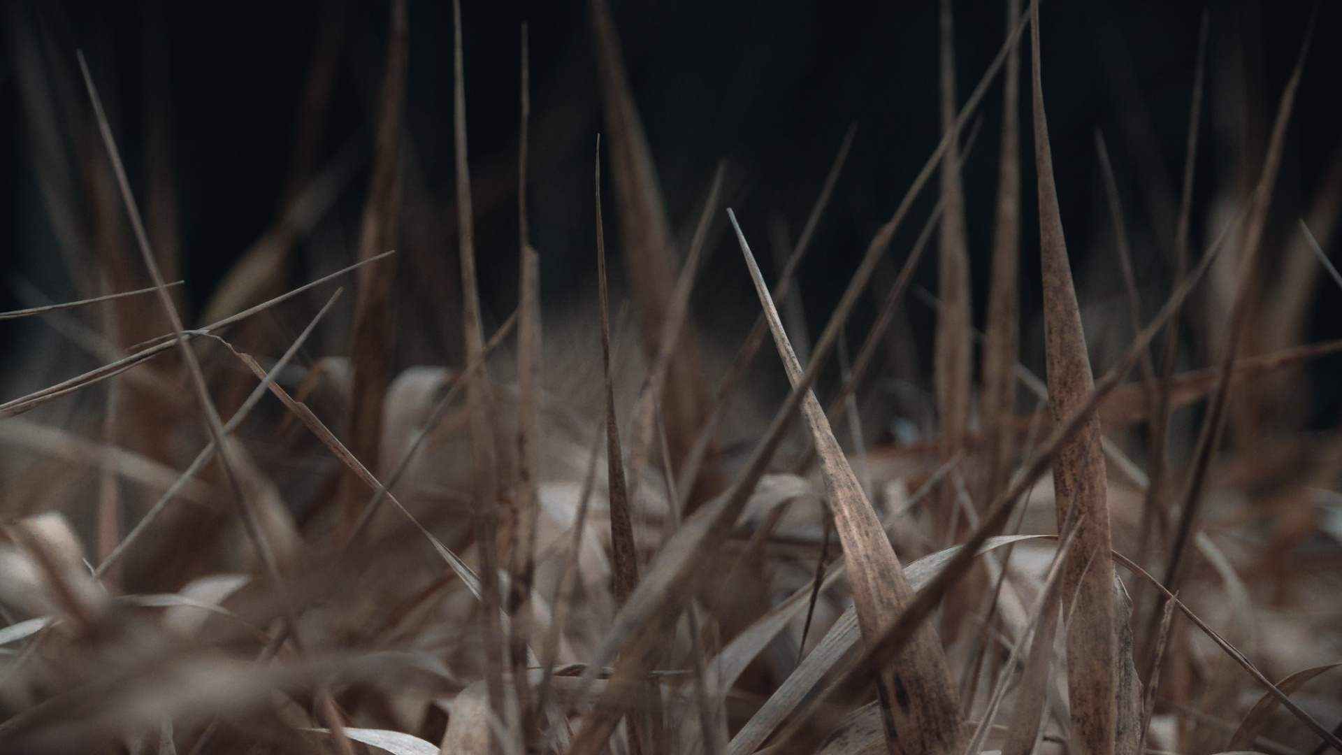 Обои ночь, трава, прут, темнота, семейство травы в разрешении 1920x1080
