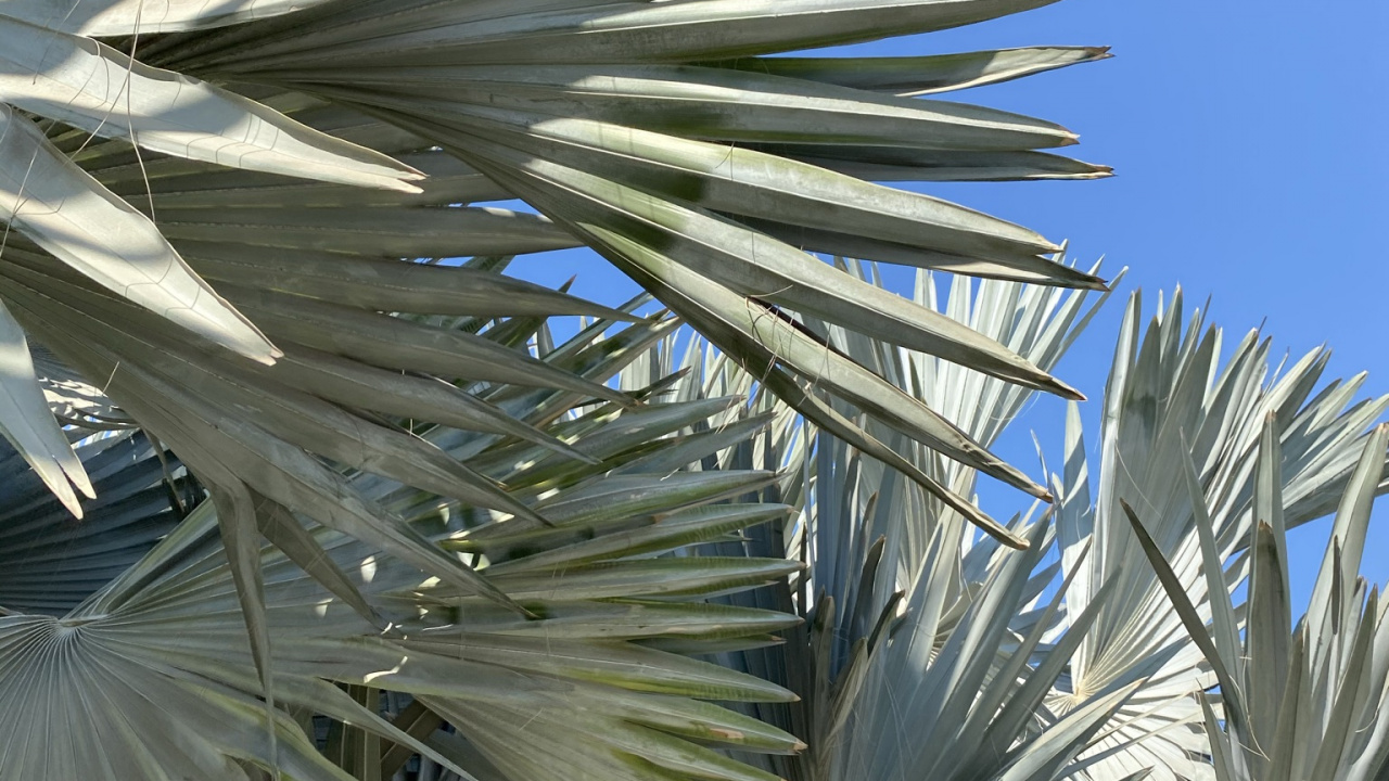 Обои рассада, синий, дневное время, лист, древесные растения в разрешении 1280x720