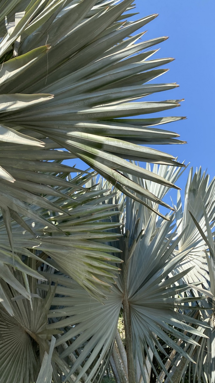 Обои рассада, синий, дневное время, лист, древесные растения в разрешении 720x1280