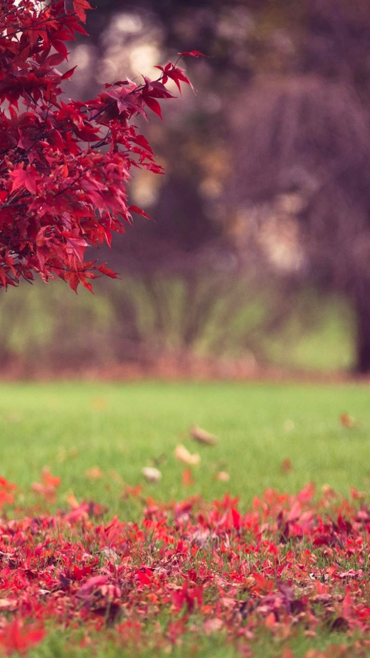 Обои дерево, природа, весна, лист, цветок в разрешении 750x1334