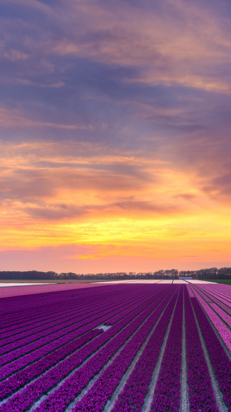 Обои закат, перспектива, вечер, горизонт, облако в разрешении 750x1334