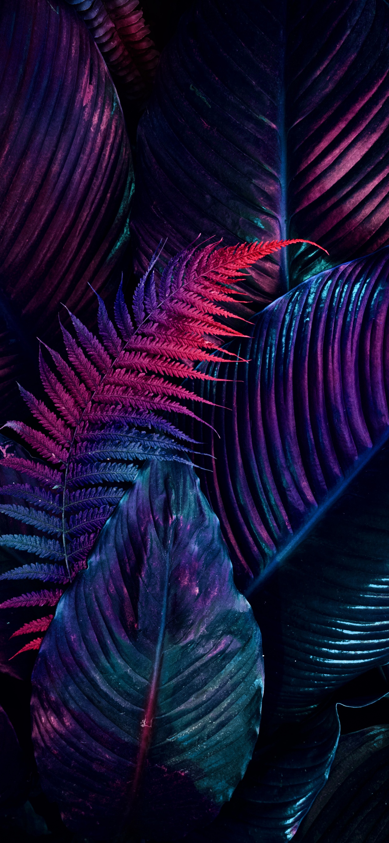 Обои фрактальное искусство, арт, рисование, пурпур, натуральный материал в разрешении 1242x2688