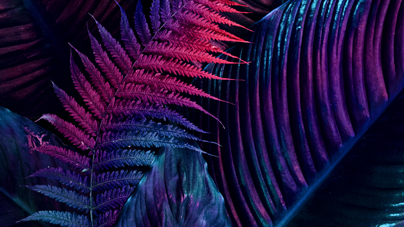 Обои фрактальное искусство, арт, рисование, пурпур, натуральный материал в разрешении 1366x768