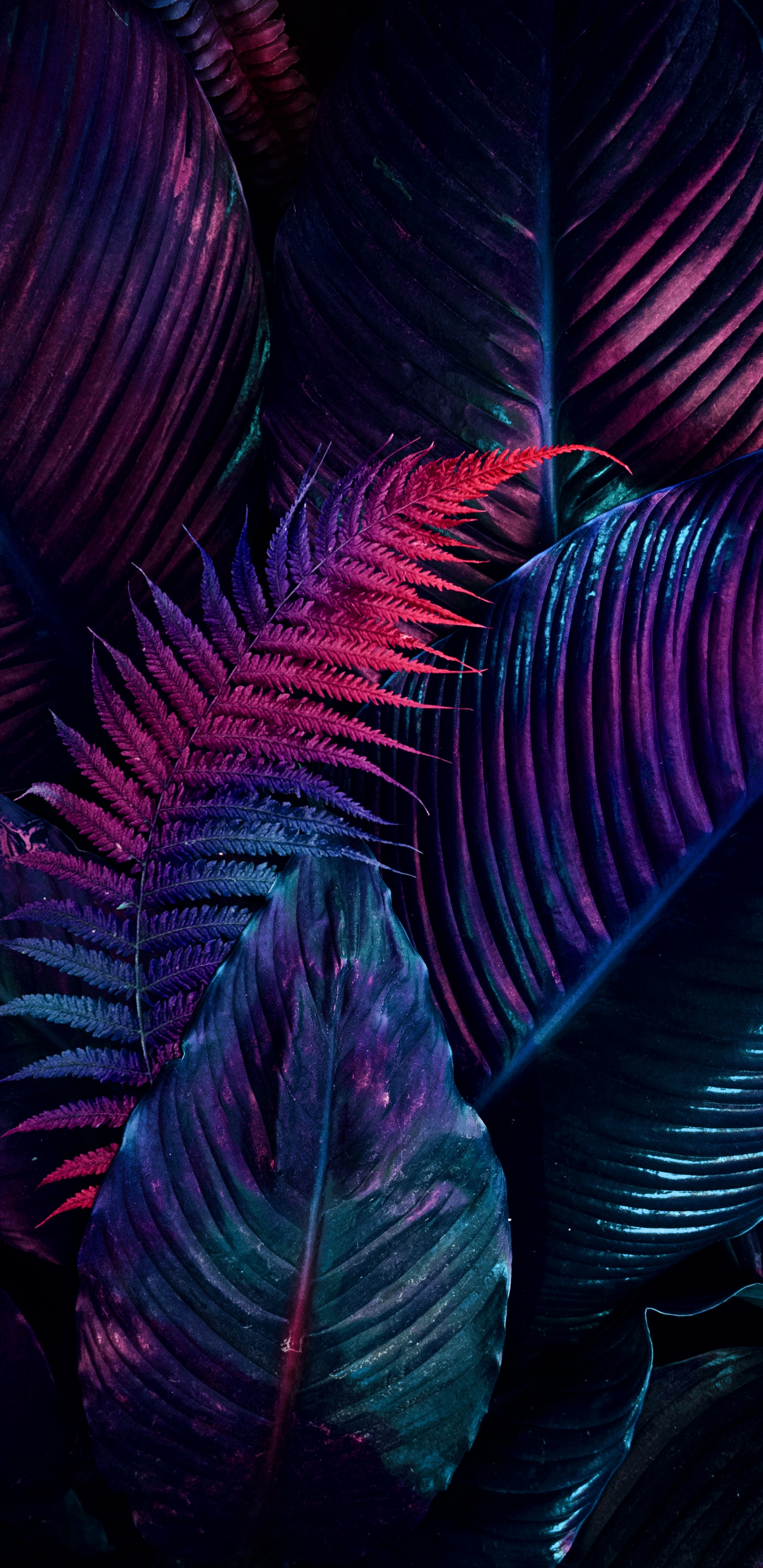 Обои фрактальное искусство, арт, рисование, пурпур, натуральный материал в разрешении 1440x2960