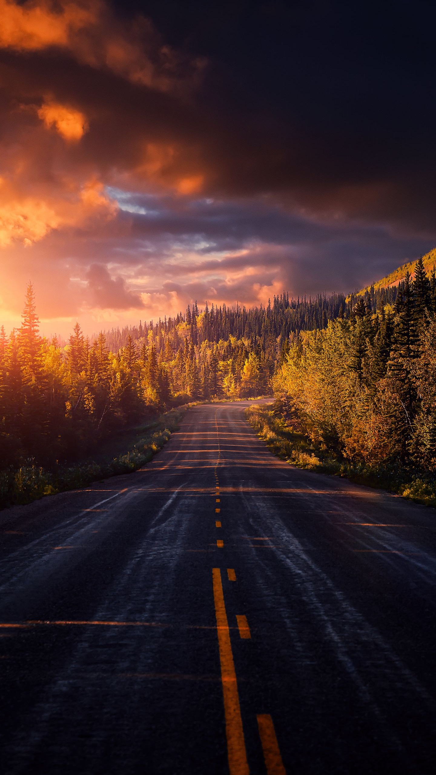 Обои облако, растение, послесвечение, дорожное покрытие, природный ландшафт в разрешении 1440x2560