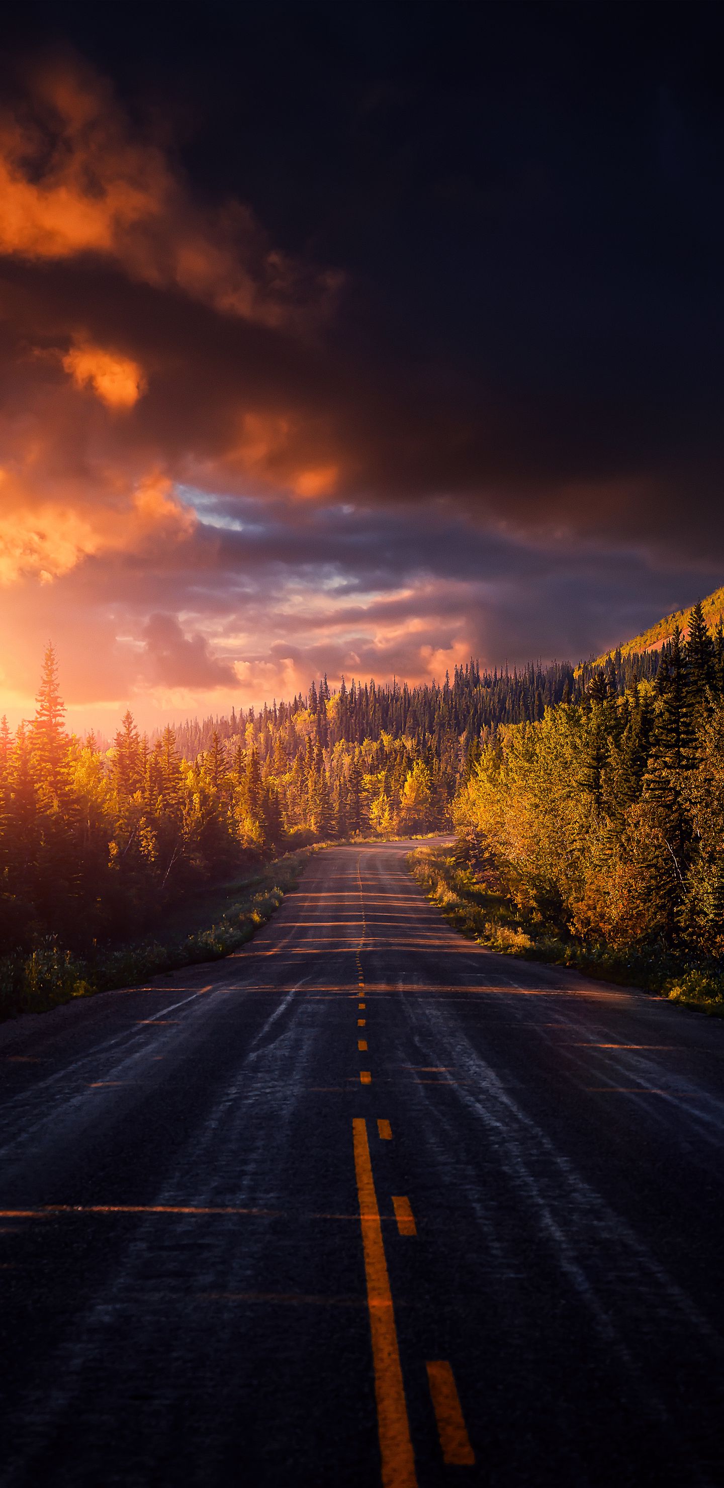 Обои облако, растение, послесвечение, дорожное покрытие, природный ландшафт в разрешении 1440x2960