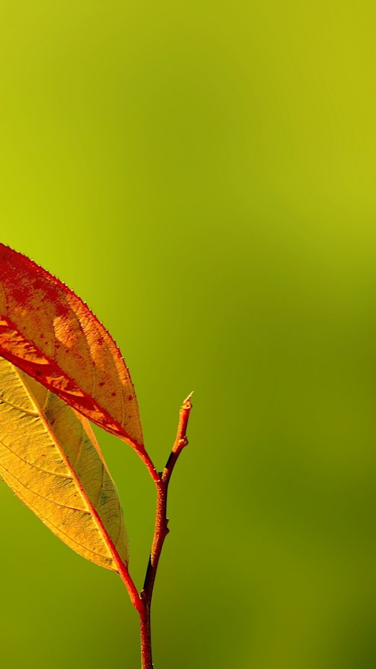 Обои растение, растения, бутон, лепесток, солнечный свет в разрешении 750x1334