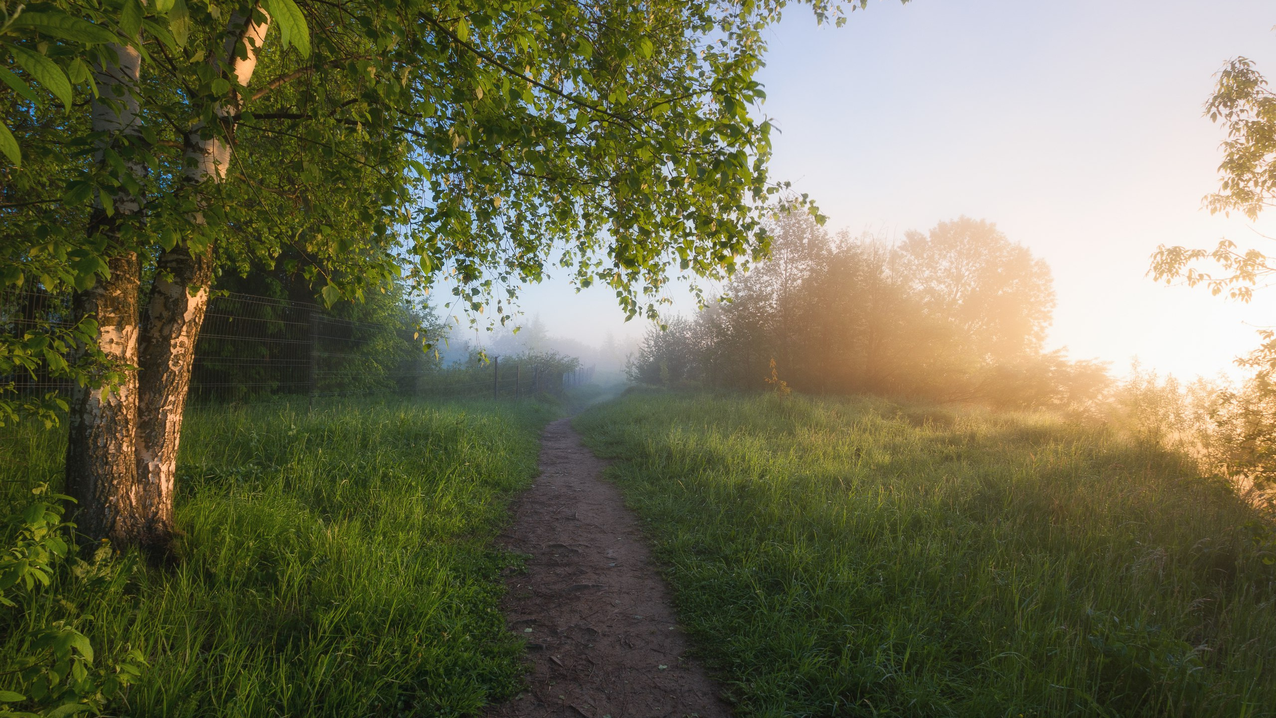 Обои пейзажная живопись, природа, дерево, солнечный свет, утро в разрешении 2560x1440