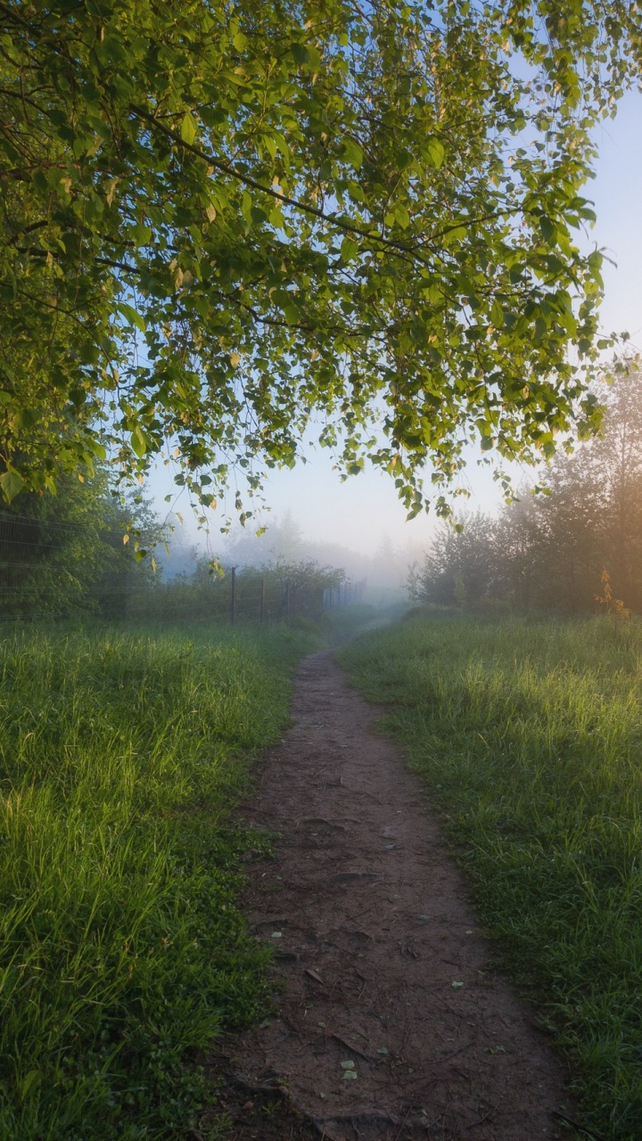 Обои пейзажная живопись, природа, дерево, солнечный свет, утро в разрешении 720x1280