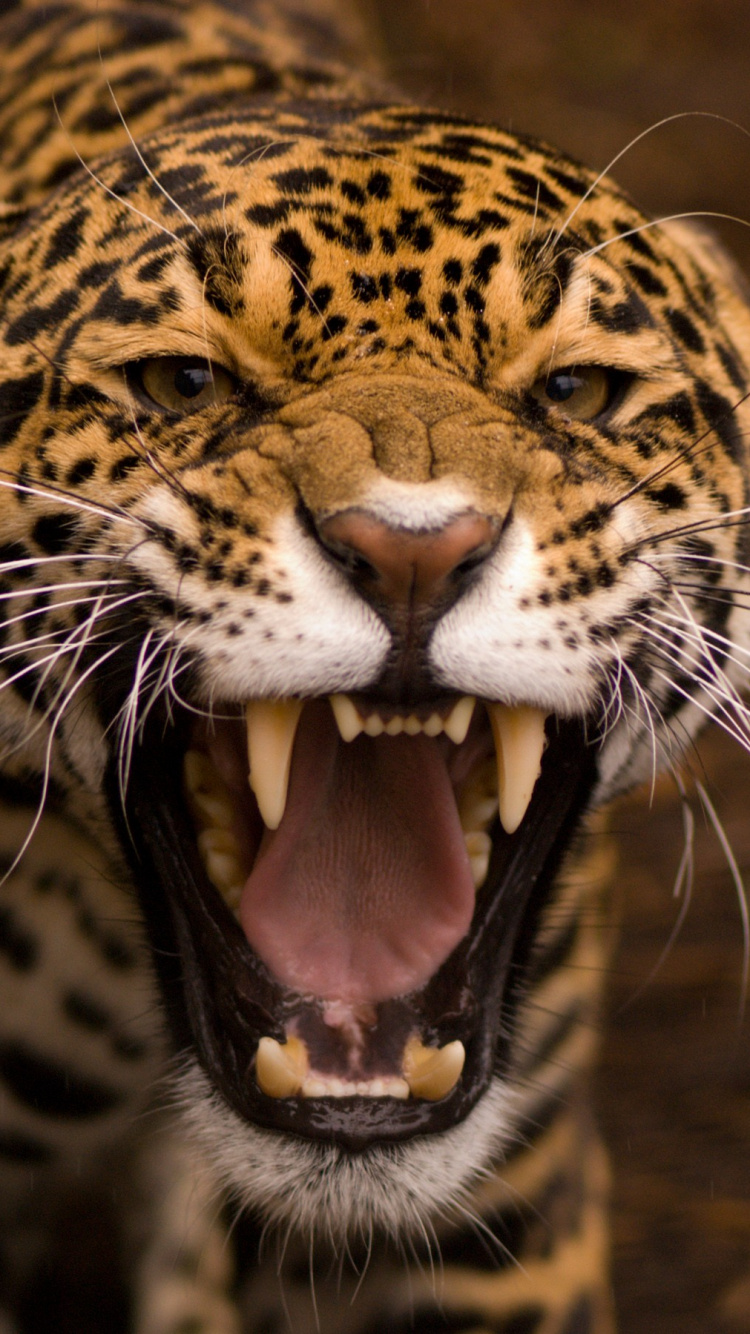 Обои Ягуар, Леопард, снежный Барс, большая кошка, наземные животные в разрешении 750x1334