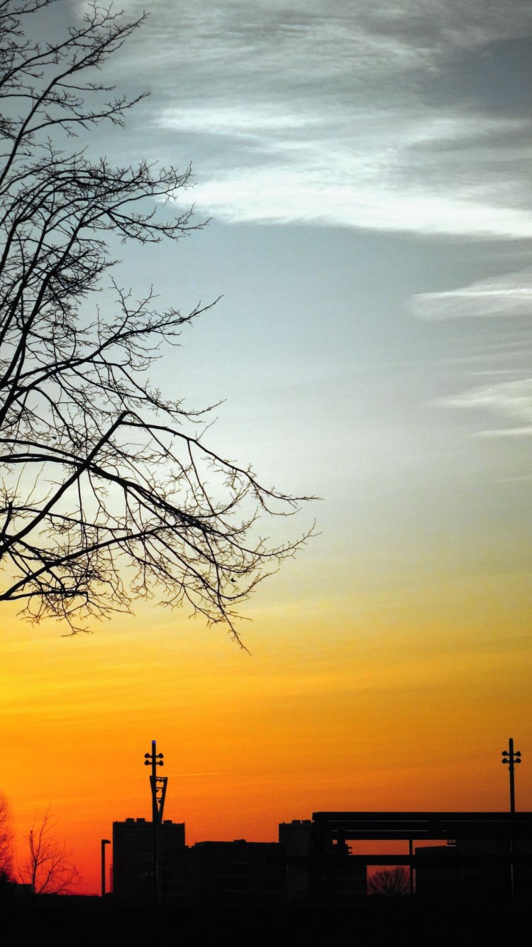 Обои дерево, небо, природный ландшафт, брак, вечер в разрешении 750x1334