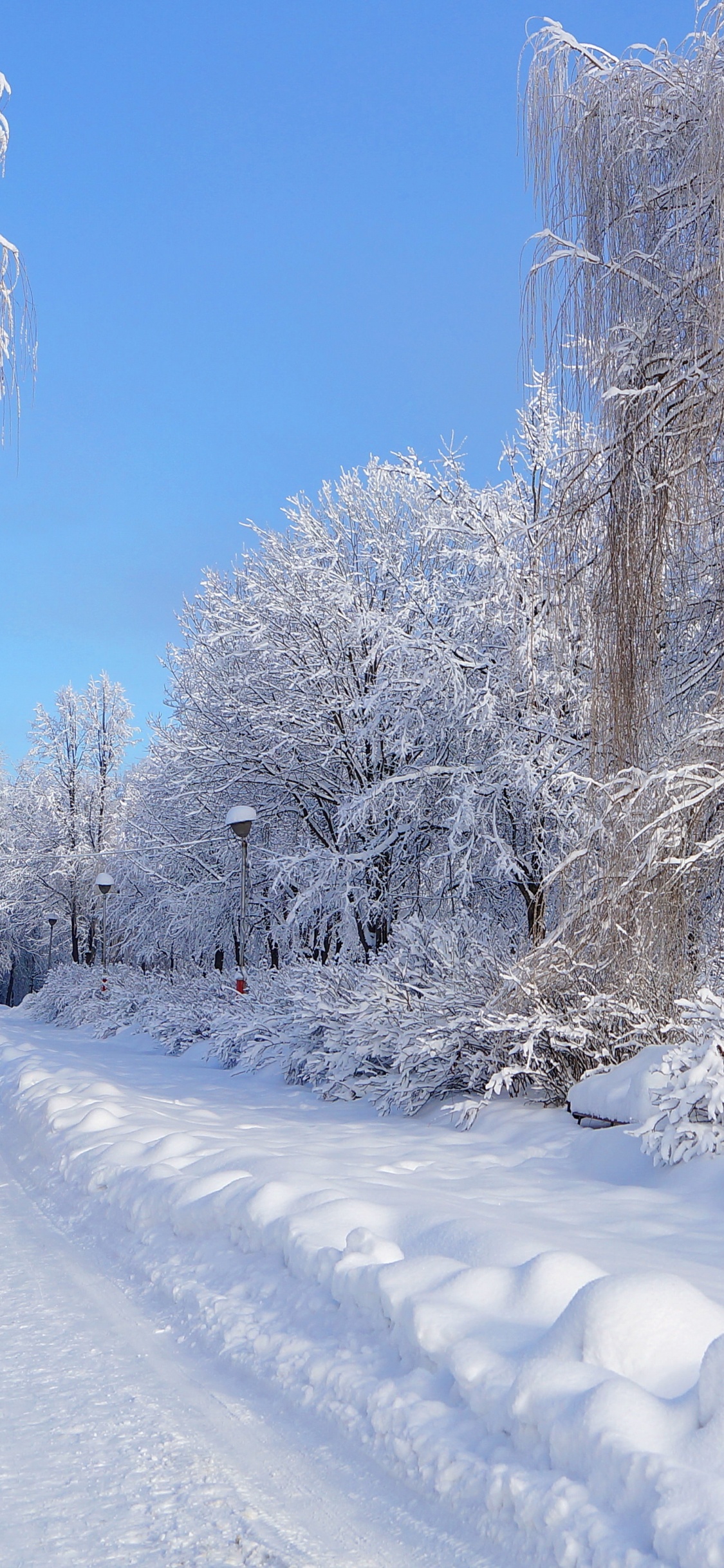 Обои зима, снег, мороз, дерево, замораживание в разрешении 1125x2436