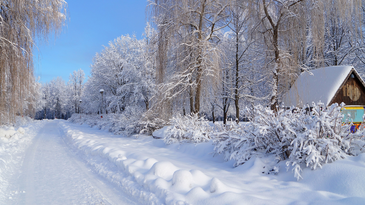 Обои зима, снег, мороз, дерево, замораживание в разрешении 1280x720