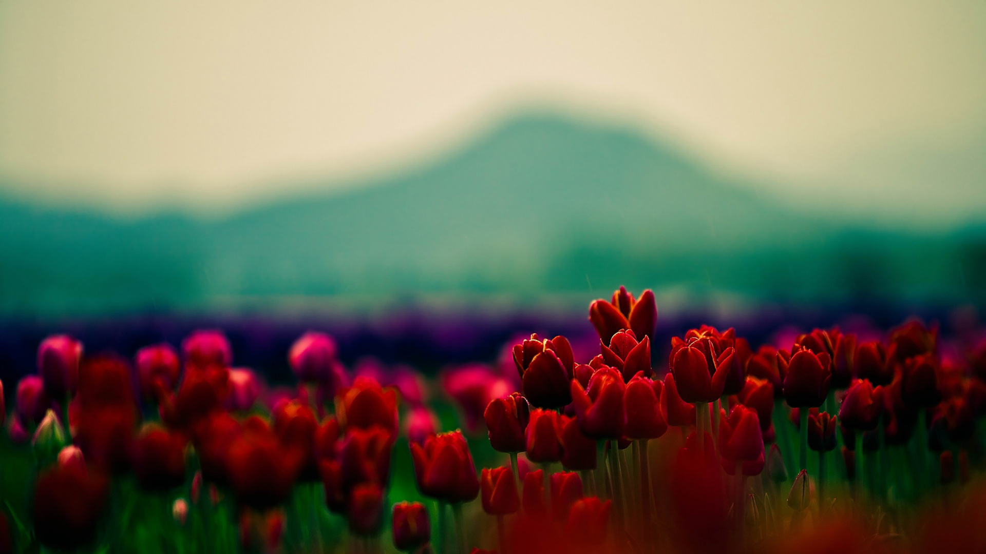 Обои тюльпаны, цветок, красный цвет, природа, природный ландшафт в разрешении 1920x1080