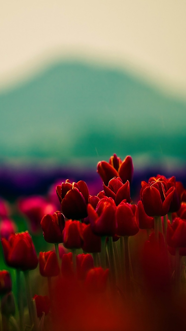 Обои тюльпаны, цветок, красный цвет, природа, природный ландшафт в разрешении 720x1280