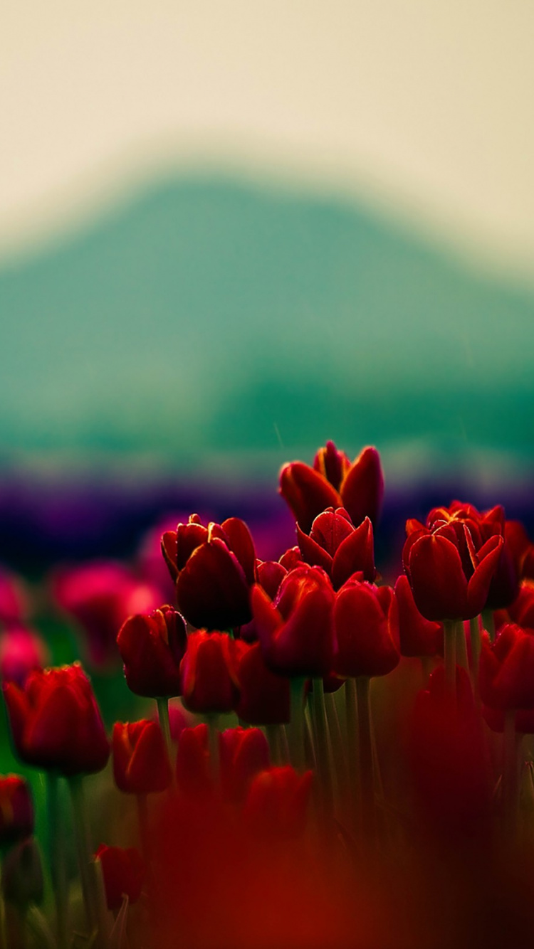 Обои тюльпаны, цветок, красный цвет, природа, природный ландшафт в разрешении 750x1334