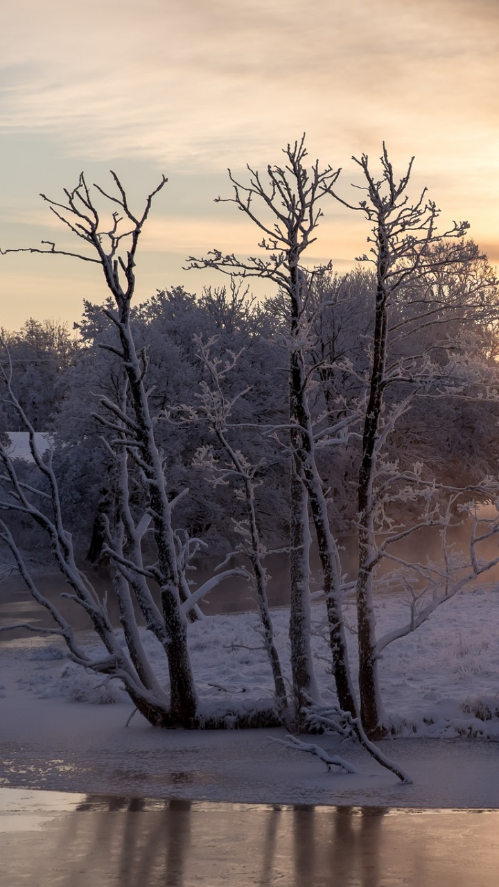 Обои зима, снег, природа, замораживание, дерево в разрешении 720x1280