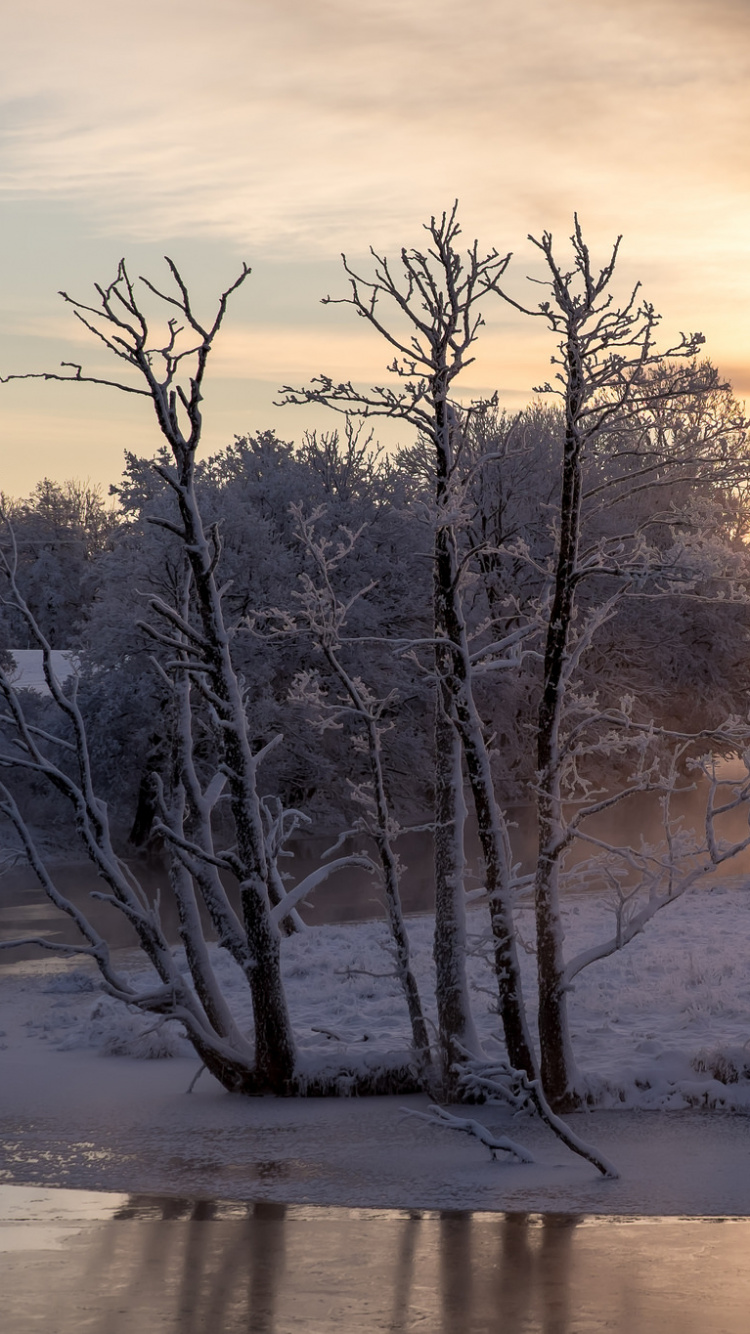 Обои зима, снег, природа, замораживание, дерево в разрешении 750x1334