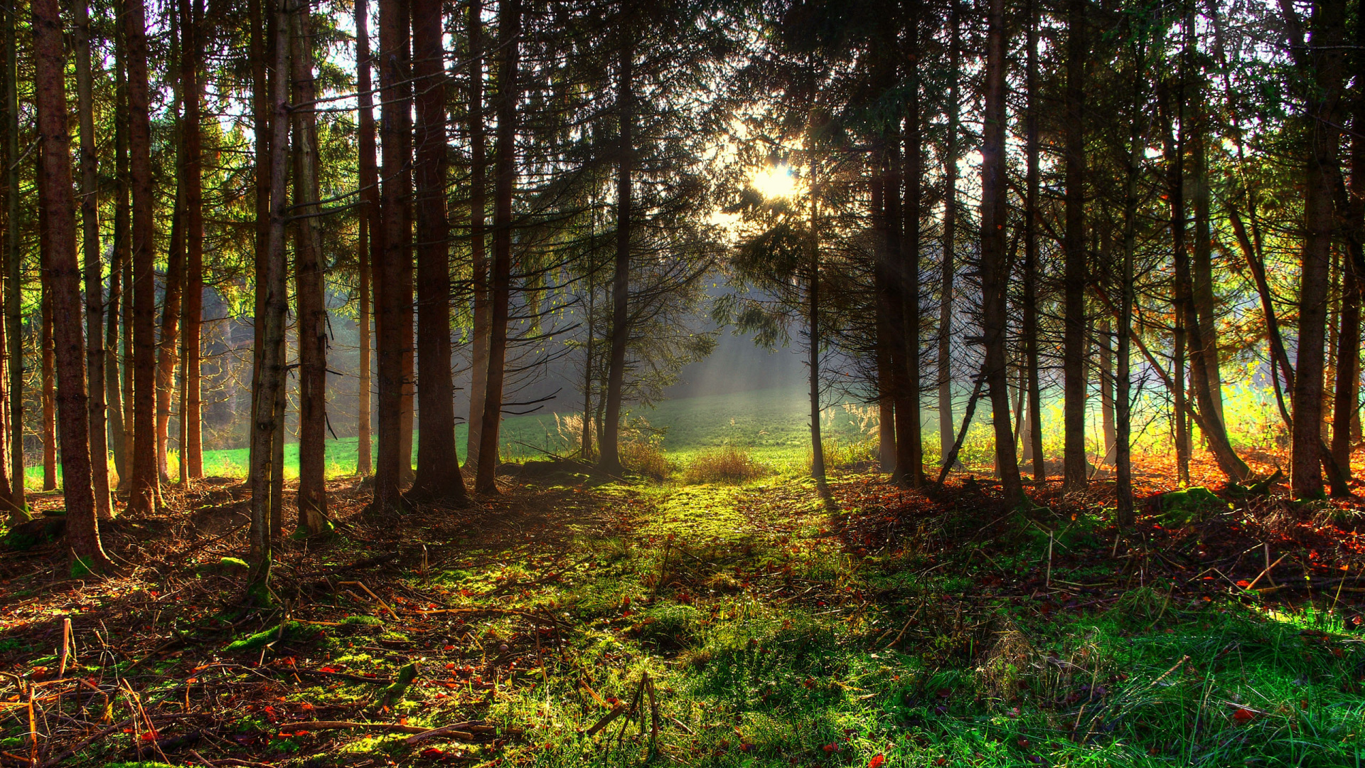 Обои лес, дерево, природа, лесистая местность, растительность в разрешении 1920x1080