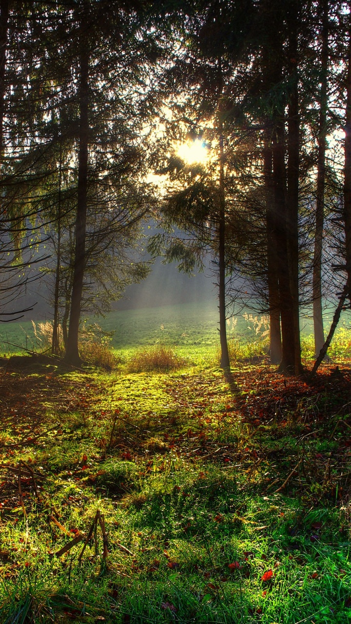 Обои лес, дерево, природа, лесистая местность, растительность в разрешении 720x1280