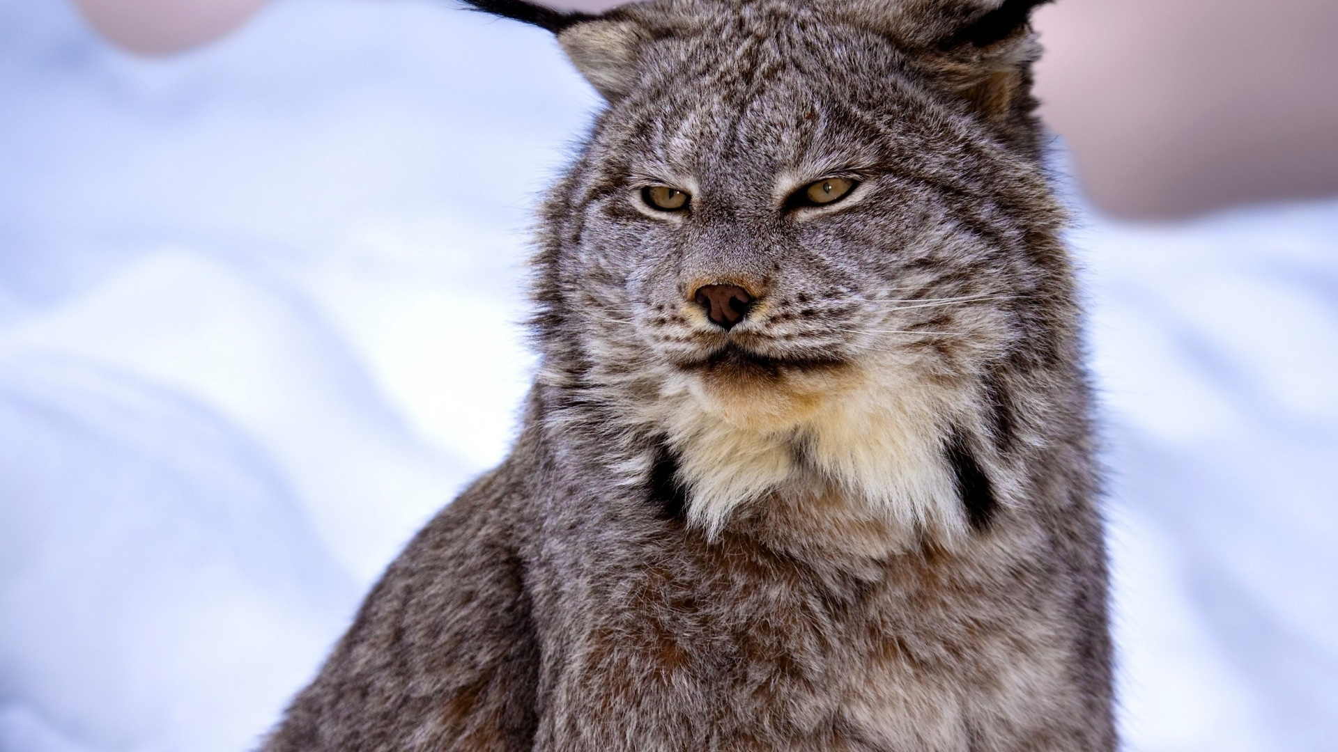 Обои Евразийская рысь, кошачьих, Канада рысь, Дикая кошка, рысь в разрешении 1920x1080