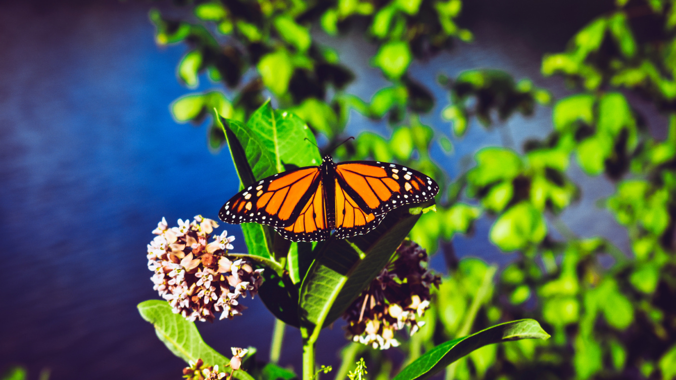 Обои бабочкамонарх, насекомое, мотыльки и бабочки, бабочка, опылитель в разрешении 1366x768