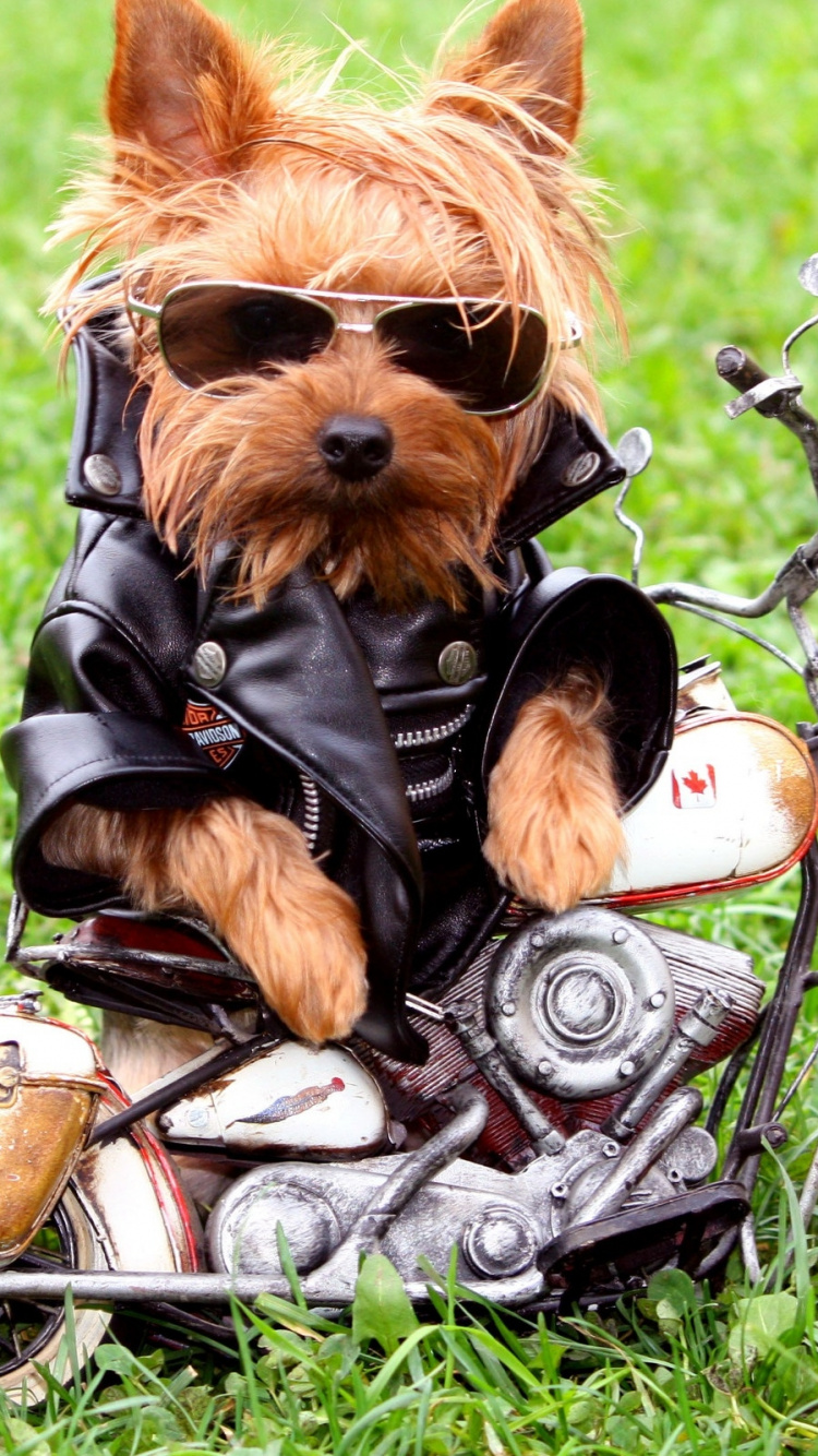 Обои Йоркширский терьер, щенок, собака компаньон, собака породы, морда в разрешении 750x1334