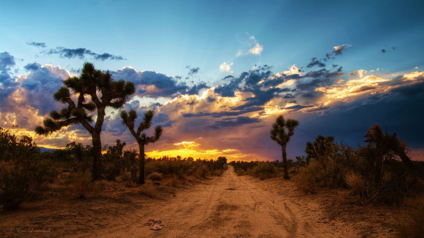 Обои дерево Джошуа национальный парк, Мохаве, Пустыни Калифорнии, пустыня, В Пустыне Колорадо в разрешении 1366x768