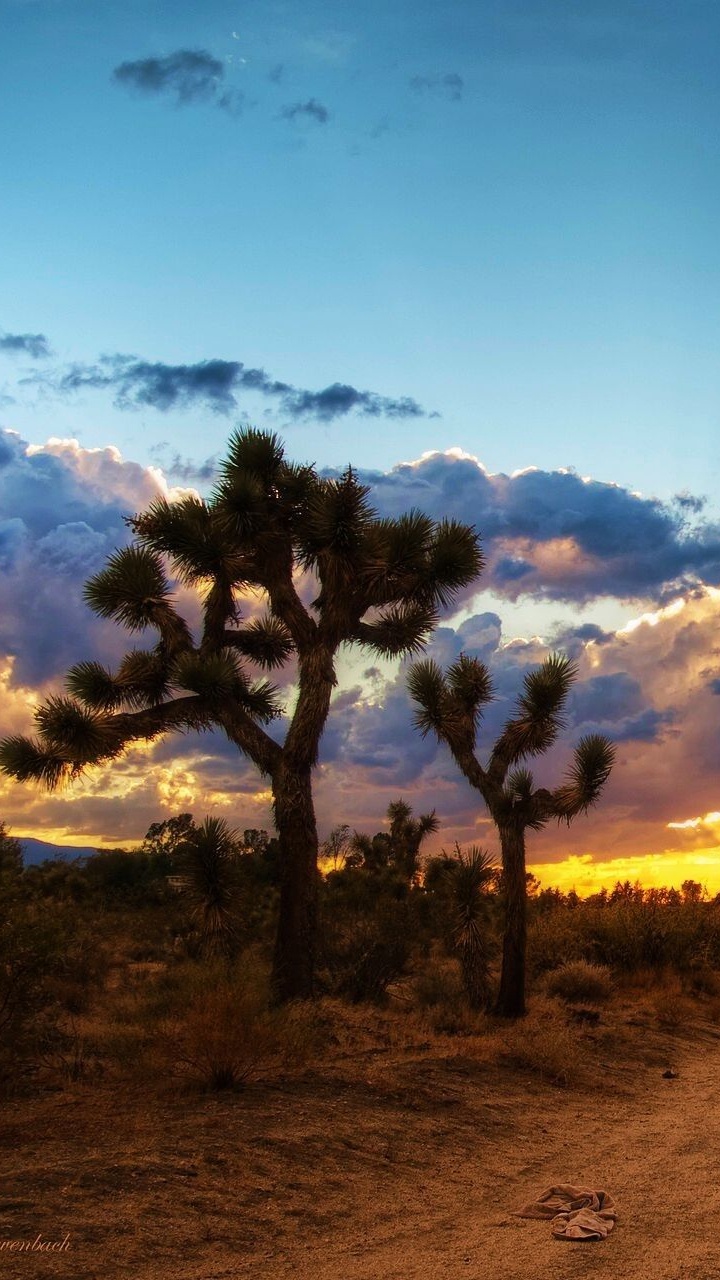 Обои дерево Джошуа национальный парк, Мохаве, Пустыни Калифорнии, пустыня, В Пустыне Колорадо в разрешении 720x1280