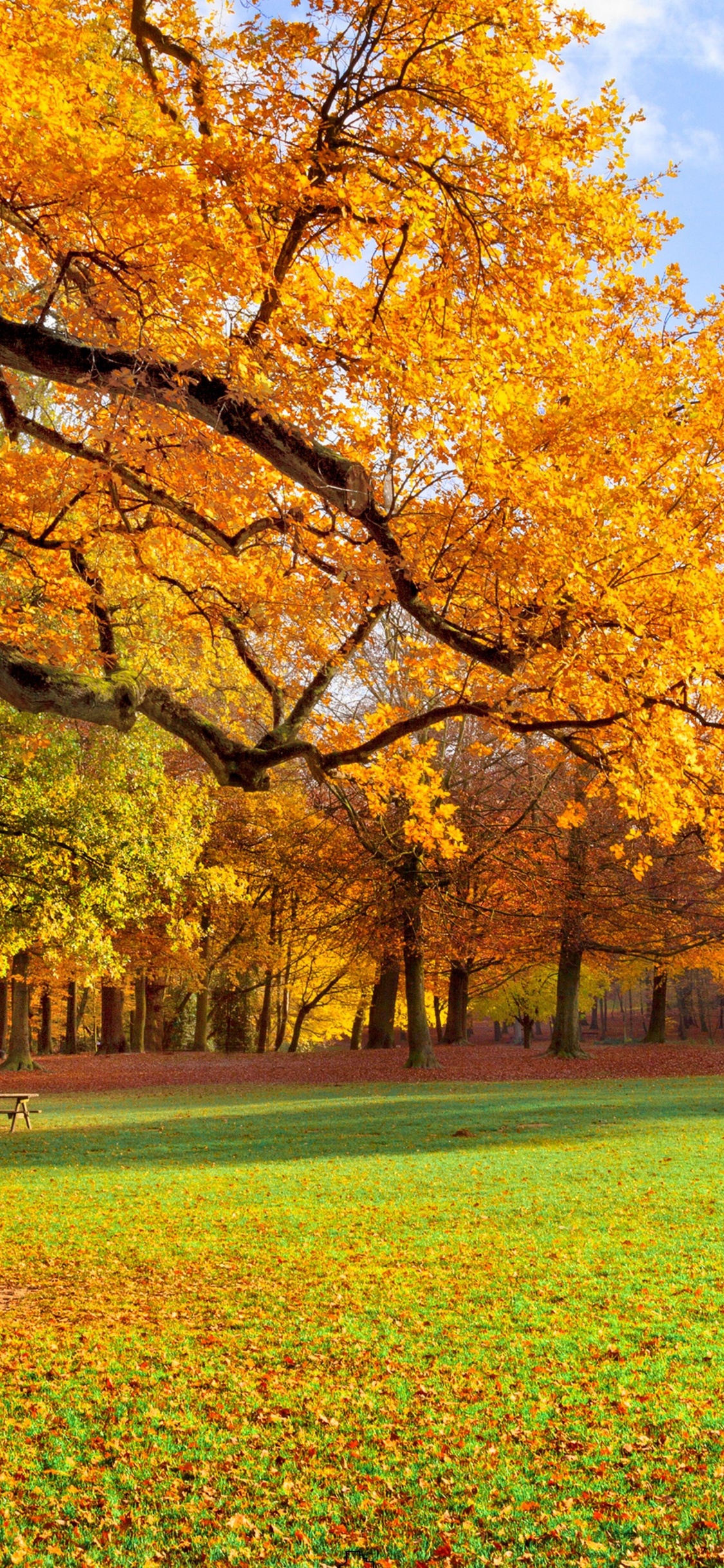 Обои осень, дерево, природа, лист, театральные декорации в разрешении 1125x2436