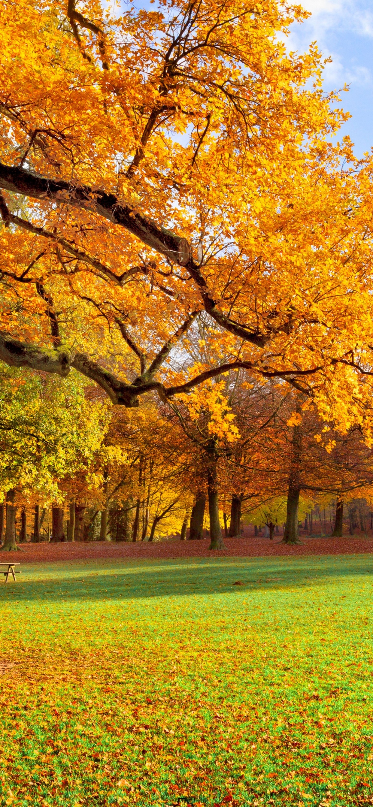 Обои осень, дерево, природа, лист, театральные декорации в разрешении 1242x2688