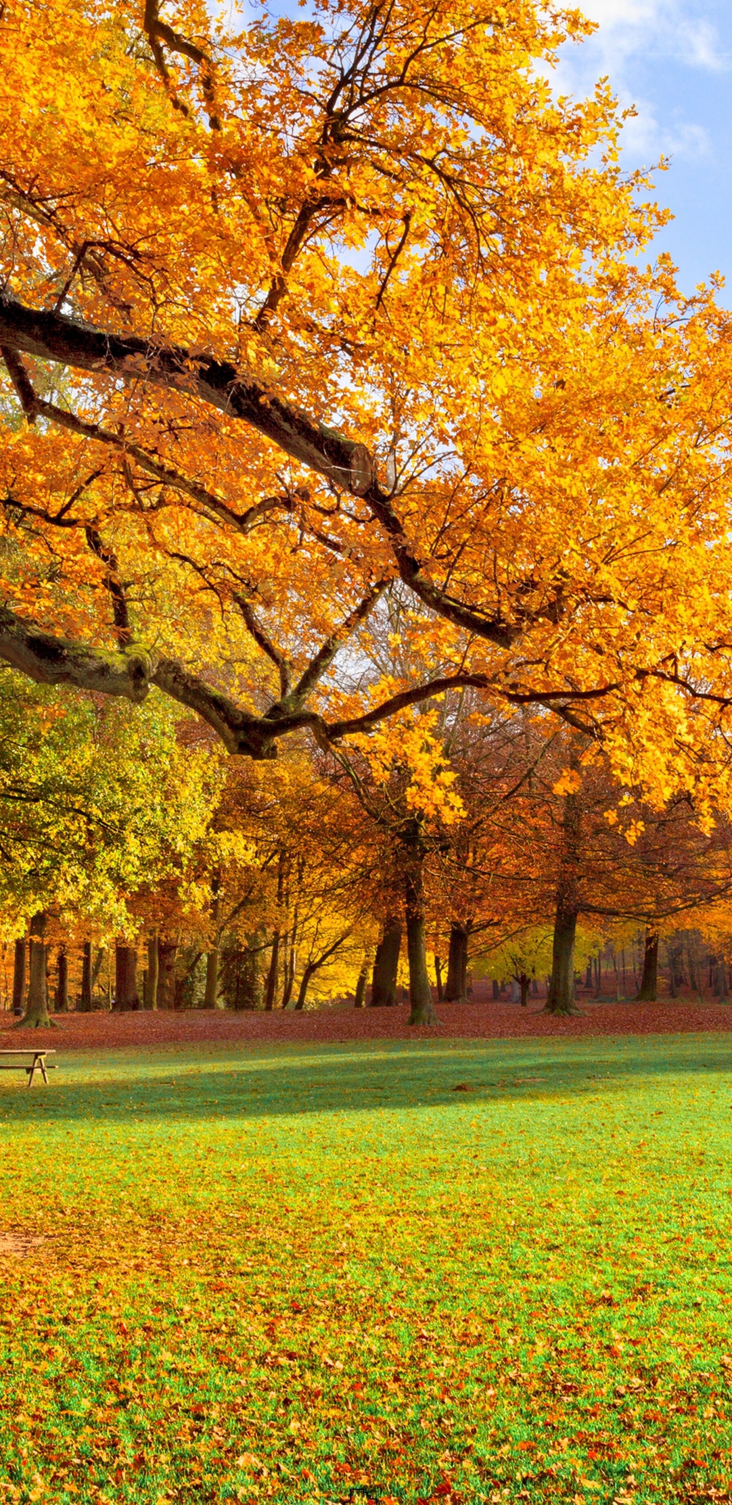 Обои осень, дерево, природа, лист, театральные декорации в разрешении 1440x2960