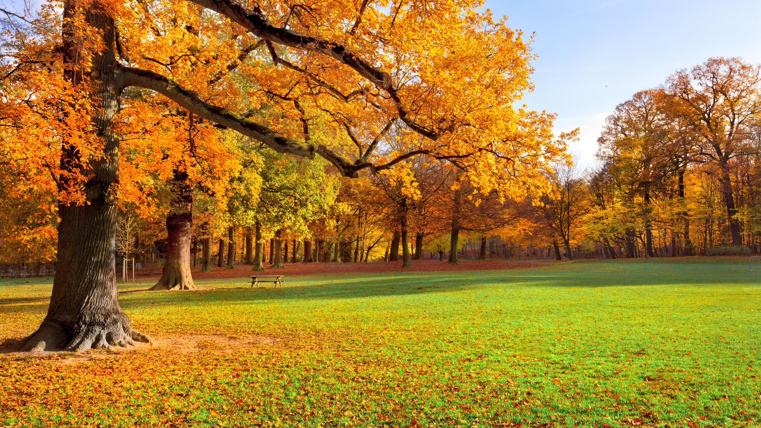 Обои осень, дерево, природа, лист, театральные декорации в разрешении 2560x1440