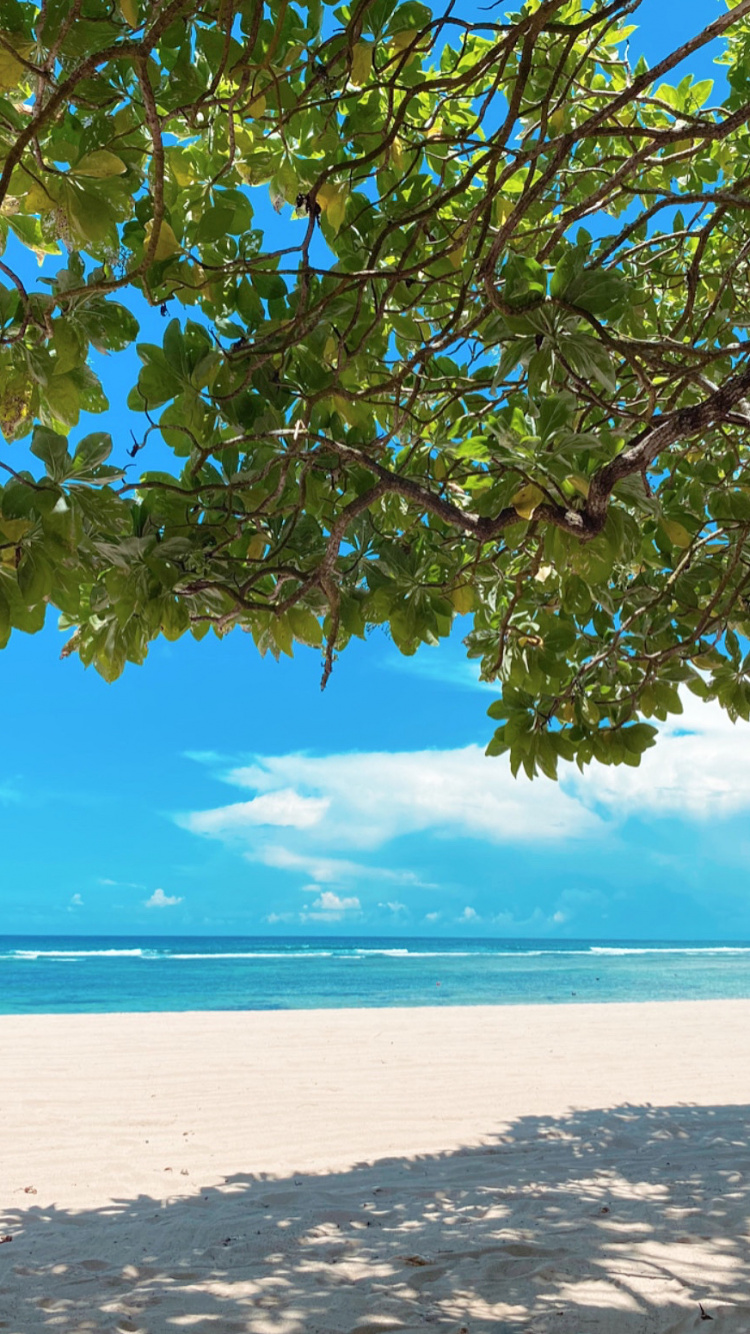 Обои бали, вода, ветвь, жидкость, Аква в разрешении 750x1334