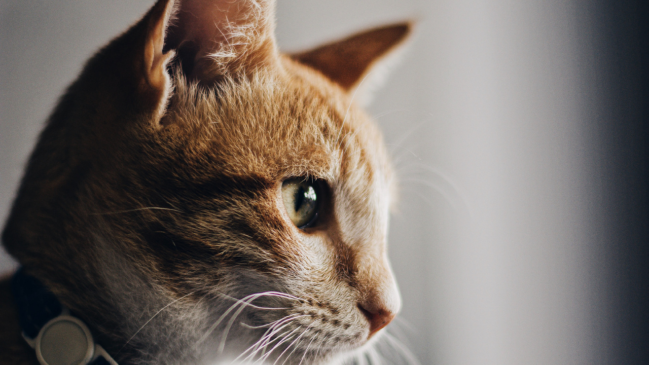 Обои кот, бакенбарды, кошачьих, морда, американская жесткошерстная кошка в разрешении 1280x720