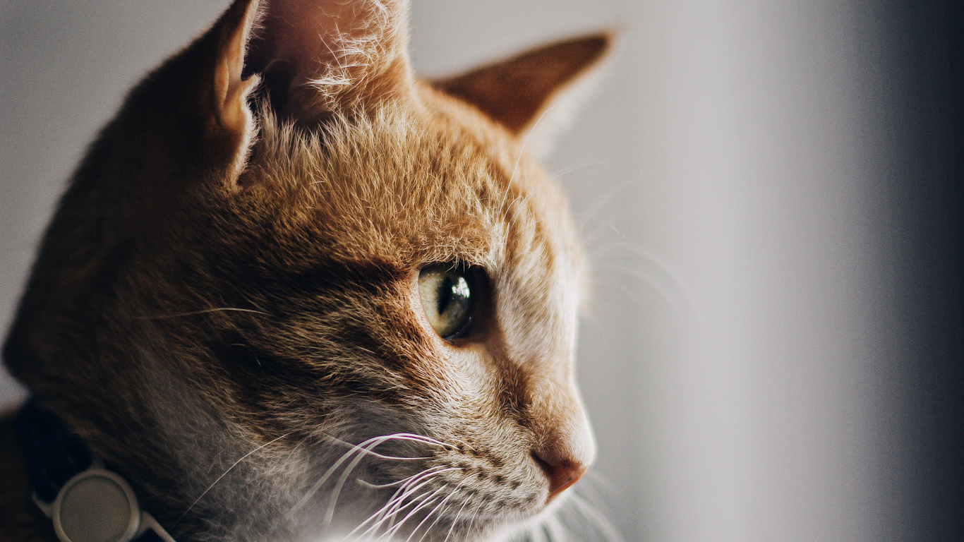 Обои кот, бакенбарды, кошачьих, морда, американская жесткошерстная кошка в разрешении 1366x768