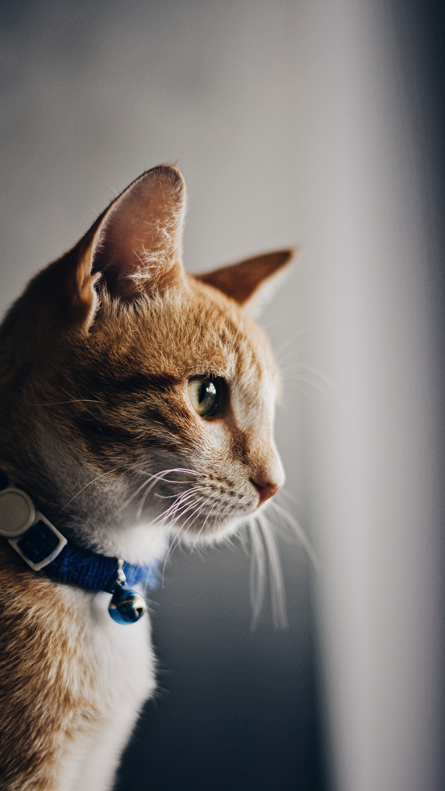 Обои кот, бакенбарды, кошачьих, морда, американская жесткошерстная кошка в разрешении 1440x2560