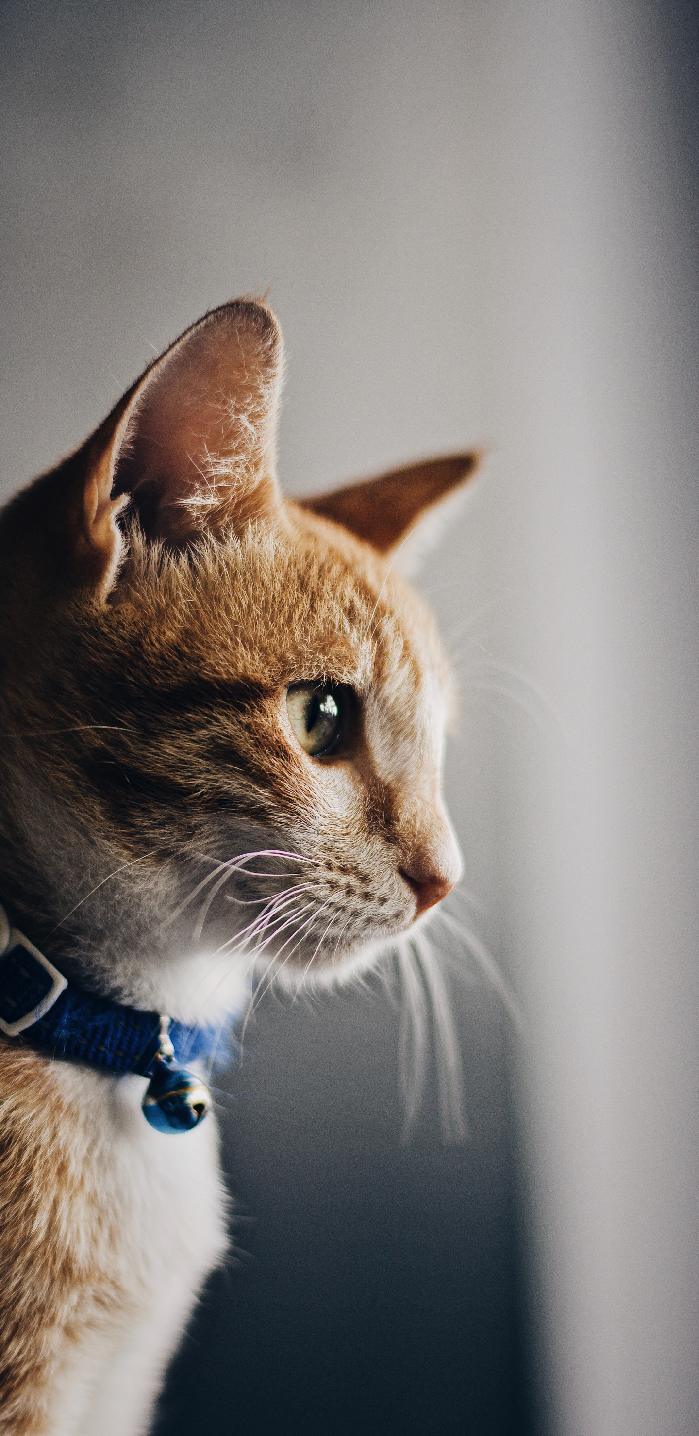 Обои кот, бакенбарды, кошачьих, морда, американская жесткошерстная кошка в разрешении 1440x2960