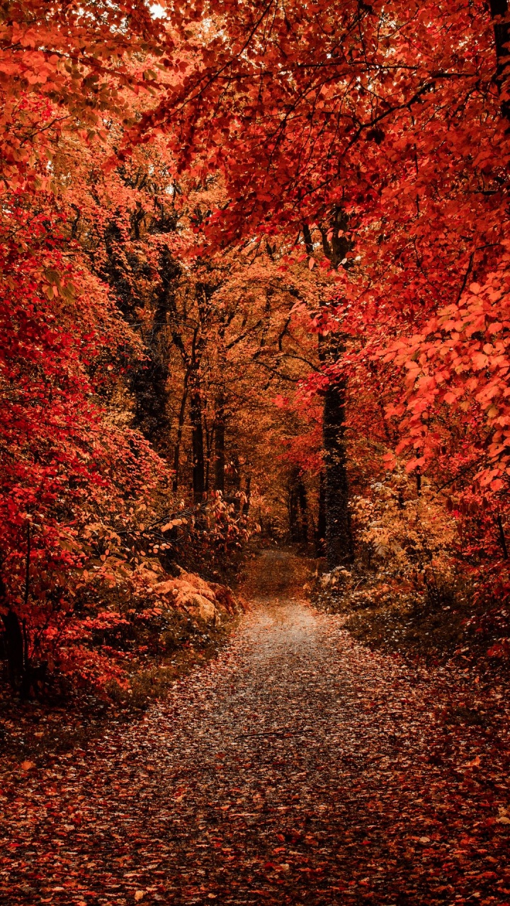 Обои осень, коричневый цвет, экорегион, природный ландшафт, растение в разрешении 720x1280